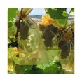 thumbnail image 4 of Sacs de Protection pour Fruits Fraise et Raisin Silver50 Pcs, Lutte Antiparasitaire, Anti-Oiseaux, Sacs en Filet pour Jardin, Maille, 4 of 4