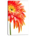 thumbnail image 2 of Orange Gerbera on White Background - Floral Canvas Art Print, 2 of 3