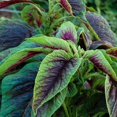 thumbnail image 1 of GSDWIUEW Graines Rouges d'Épinard Chinois – 500 Unités + Étiquette pour Plante, Graines de Légumes d'Amaranthus Tricolor pour la Plantation à la Maison, au Jardin et en Pots, 1 of 4