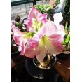 thumbnail image 2 of GSDWIUEW Single Amaryllis Bulb, Large Hippeastrum Perennial Flowers Bulbs with Planting Instruction Bulb Size 10-12 Inch, Perfect for Indoor Outdoor Planting, Gift with Wrapping (2, Cherry Blossom), 2 of 5