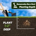 thumbnail image 2 of GSDWIUEW Ranunculus Bare Roots for Planting Canada, Perennial Flower Ranunculus, Easy to Grow, Ranunculus Bare Roots for Spring and Autumn Planting Home Garden Indoor and Outdoor(Pink,20 Pack), 2 of 6