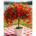 thumbnail image 4 of GSDWIUEW 10 Euonymus schenckianus Seeds \u2013 Rare Golden Thread Butterfly Tree, Hanging Winged Fruits Like Flying Butterflies, Decorative Shrub Home Garden,Stress-Relief Gardening Gift (red,20), 4 of 4