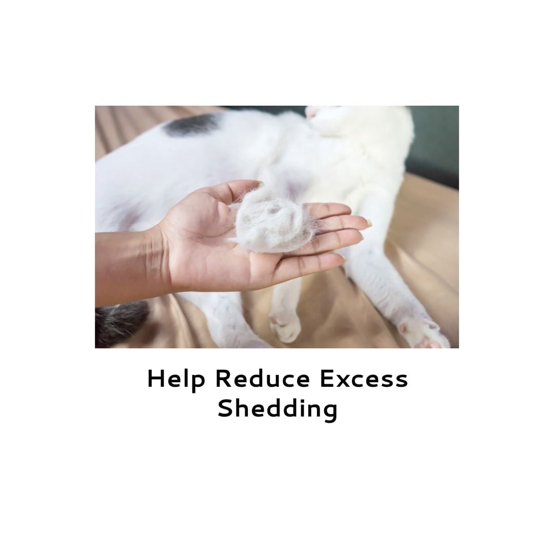 Wahl Shampooing pour Chats Réducteur de Perte de Poils et de Boules de Poils, 455mL
