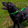 thumbnail image 3 of Collier pour Chien Country Brook Petz Martingale - Collier d'Entraînement Robuste Sans Boucle - Collier de Service pour Tous les Chiots - Collection Vibrante et Colorée (Vert Vif, 1 Po, Très Grand), 3 of 8
