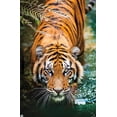 thumbnail image 4 of Tiger - Water Wall Poster, 22.375" x 34" Framed, 4 of 4