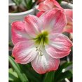 thumbnail image 5 of GSDWIUEW Single Amaryllis Bulb, Large Hippeastrum Perennial Flowers Bulbs with Planting Instruction Bulb Size 10-12 Inch, Perfect for Indoor Outdoor Planting, Gift with Wrapping (2, Cherry Blossom), 5 of 5