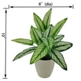 thumbnail image 2 of Mainstays 10in Indoor Artificial Plant in Pot, Green Color Calathea, 2 of 5
