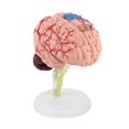 thumbnail image 4 of Sonew Human Brain,1pc Disassembled Anatomical Human Brain Model Medical Teaching Tool Toy, Anatomical Model, 4 of 11