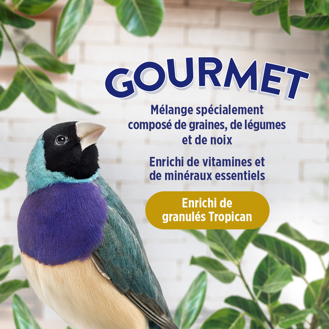 HARI Gourmet Premium Seed Mix for Finches - 1 kg (2.2 lb)