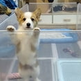 thumbnail image 4 of Versatile Expandable Pet Playpen Barrier With Door For Indoor And Outdoor Use Durable Metal Exercise Enclosure Portable Fence Easy Setup For Cats Puppies Rabbits 6PCS, 4 of 6