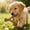 Brown_Base#135229, variant on Dog Chew Toys for Teething Puppies - Long Lasting Bone Shape Dental Chew Sticks for Anxiety Relief