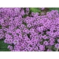 thumbnail image 4 of 100 Graines de Thym Grimpant Walk On Me Thymus Serpyllum Herbe Fleur, 4 of 4