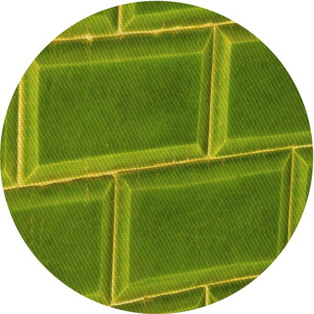 Ahgly Company Tapis d'Intérieur Lavables en Machine, Ronds, Transitionnels, Vert Pistache, Ronds de 5'