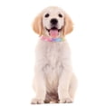 thumbnail image 4 of TIELUTT 2 Adjustable Sizes Color Rhinestone Cat Collars with Tie Girls Cat Collar Cat Bow Tie Please Take Your Shoes off Sign Bow Tie for Cats Breakaway Dog Bow Ties for Large Dogs Dog Hair Color, 4 of 6