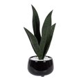 thumbnail image 1 of Plante serpent Kotera en pot ceramique, 1 of 8