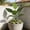philodendron leaf decoration Under $5 a3, variant on Kadlawus Artificial Banana Leaves Plant Decor for Indoor Courtyard, Plastic Monstera Deliciosa and Philodendron Leaf Ornaments, Decorative Piece for Home, Office, Garden