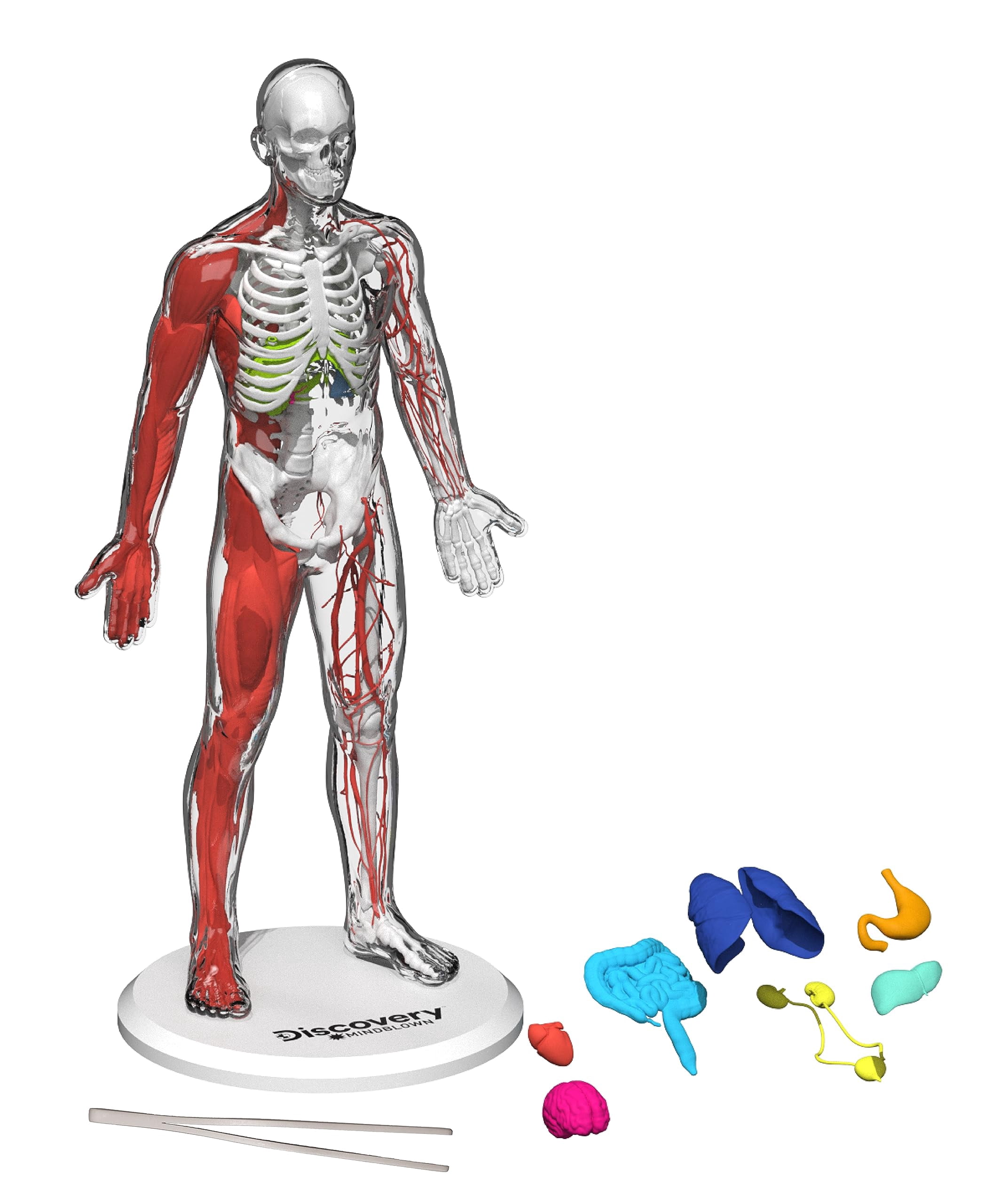Ensemble Anatomie humaine Discovery