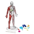 thumbnail image 2 of Ensemble Anatomie humaine Discovery, 2 of 6