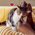 thumbnail image 4 of Temptations Wacky Blasts Cat Treats, Cluckin’ Bacon Flavour, 180g Pouch, 4 of 10