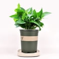 thumbnail image 2 of Removable Tray  Flower Pot Wheels  Plastic Tray Heavy Duty Flower Pot Rack Plant Caddy Rolling Potted Plant Stand, 2 of 13