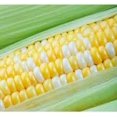 thumbnail image 3 of HJADGG Honey & Cream Bi-Color Sweet Corn Seeds-Hybrid-All Seeds, 3 of 4