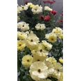 thumbnail image 3 of GSDWIUEW Butterfly Ranunculus Bulbs Buttercup Bare Roots for Planting Canada, Perennial Flower Ranunculus asiaticus, Easy to Grow, Double Ranunculus Bare Roots for Cut Flowers Garden Indoor Outdoor, 3 of 5