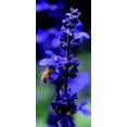 thumbnail image 3 of HIGHGW 200 Seeds Sage Sapphire Blue Farinacea Seeds, 3 of 3