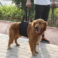 thumbnail image 2 of Ceinture Auxiliaire pour Chien, 2 of 3