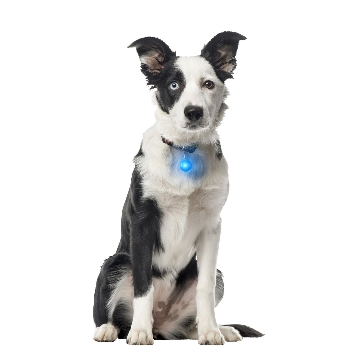 SpotLit™ Collar Light - Blue