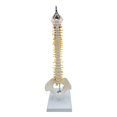 thumbnail image 2 of Human Spine Model Vertebral Column 17.7" Life Size for Teaching Aid hanging, 2 of 8
