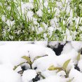 thumbnail image 4 of Trayknick 50g Artificial Magic Instant Snow Powder Christmas Party DIY Xmas Decoration, 4 of 6