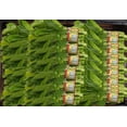 thumbnail image 2 of Yu Choy, Sold Bulk, 1 bag, 0.45 - 0.70 EA, 2 of 5