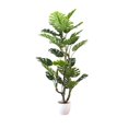 thumbnail image 1 of Monstera Deliciosa, 61"H, 1 of 4