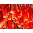 thumbnail image 3 of 25 Seeds VICTORIA RHUBARB aka Pieplant Rheum Rhabarbarum Perennial Fruit Vegetable Seeds, 3 of 5