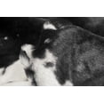 thumbnail image 3 of H-Luxe Faux Fur Cowhide Rug, 3 of 3