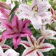 thumbnail image 1 of Bulbs are Easy Flower Bulbs - Lilium Tiger Assorted (30 Bulbs), 1 of 1