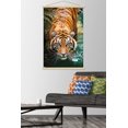 thumbnail image 3 of Tiger - Water Wall Poster, 22.375" x 34" Framed, 3 of 4