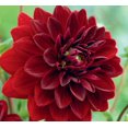 thumbnail image 1 of Dahlia Arabian Night, 1 of 1