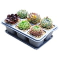 thumbnail image 2 of Wzzjkit Nursery Fleshiness Pots Reusable Planting Trays Suitable for Flowers Vegetables, 2 of 5