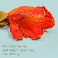 thumbnail image 3 of Hairitage Variation de Styler 2 en 1 (Protecteur Thermique Play It Cool), 3 of 5
