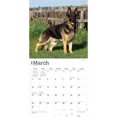 thumbnail image 3 of BrownTrout German Shepherds 2024 12x24 Inch Square Wall Calendar, 9781975462833, 3 of 8
