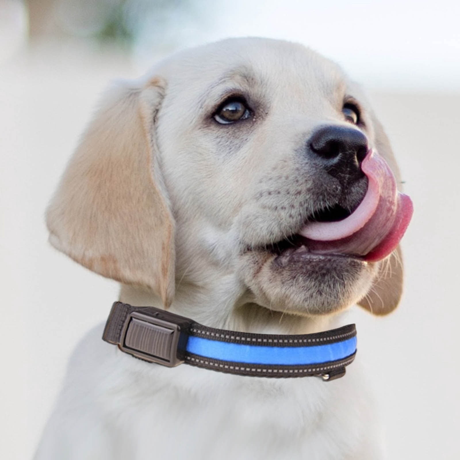 EGNMCR Pet Light Collar Light Leash USB Charging Solar Charging Duale Purpose Dog Light Collar Traction Colored collar