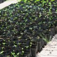thumbnail image 2 of Maoww PE Cloth Potato Planting Bag Vegetable Growing Container Bags DIY Planting Garden Pot, 2 of 9
