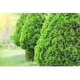 thumbnail image 2 of 2 Gallon Dwarf Alberta Spruce Shrub, 2 of 6