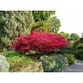 thumbnail image 2 of 2 Gallon Compact Burning Bush (Euonymus) Shrub, 2 of 7