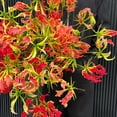 thumbnail image 4 of HJADGG Bulbes de Rothschildiana Gloriosa (Lys de Feu/lys en Flammes) - Vigne Grimpante Exotique Fleur 8 Pcs / 20 Pcs Floraisons Rouges et Jaunes Vibrantes pour Jardin et Contenants (Rouge,8), 4 of 6