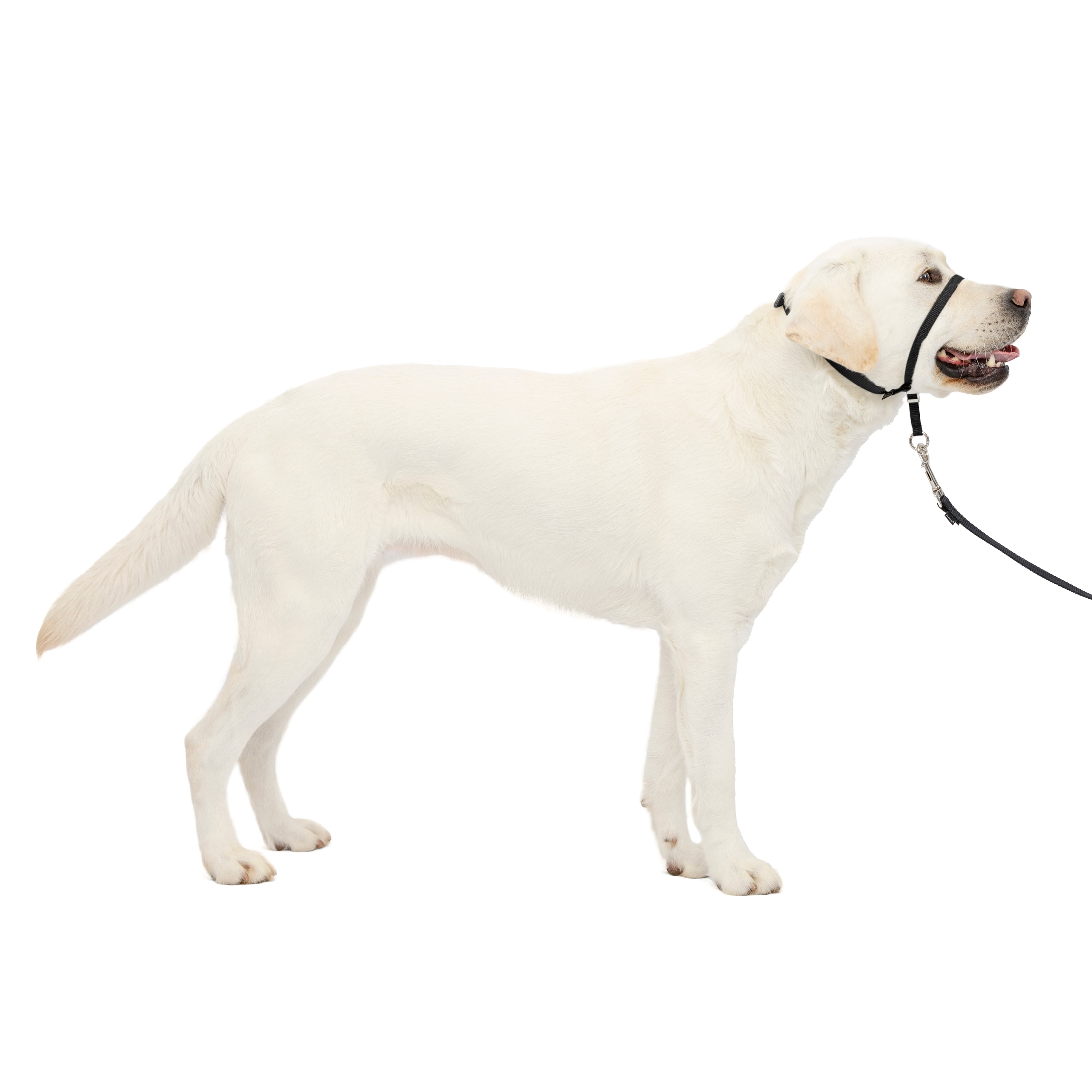 PetSafe® Easy Walk® Headcollar - Medium, Black