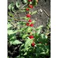 thumbnail image 3 of 100 STRAWBERRY STICKS / SPINACH Chenopodium Foliosum Fruit Berry Seeds, 3 of 5