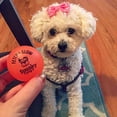 thumbnail image 3 of Fetch & Glow Ball Small 2-Pack Dog Toys, 3 of 4
