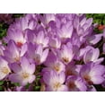 thumbnail image 1 of 10 AUTUMN CROCUS Colchicum Autumnale Meadow Saffron Flower Seeds, 1 of 5